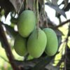 Multani mango