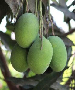 Multani mango